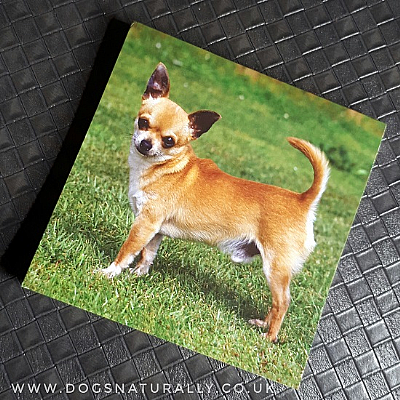 Chihuahua (Short Hair) Magnetic Note Pad Square
